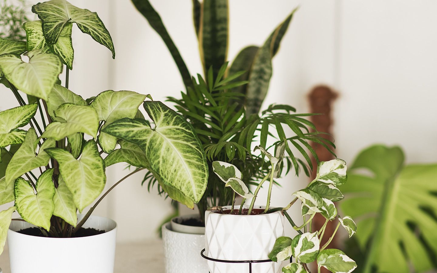 Breathe Easier with Nature: House Plants That Clean Indoor Air
